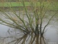 /album/my-local-birding-gallery/most-of-riverside-trees-are-under-water-after-overnight-rain-jpg/